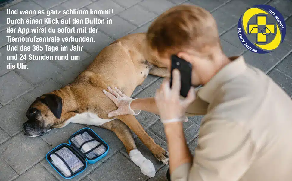 swisspet Erste-Hilfe-Set für Hunde, komplett bestellen